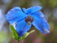 Excellent blue poppy like flowers with yellow stamens